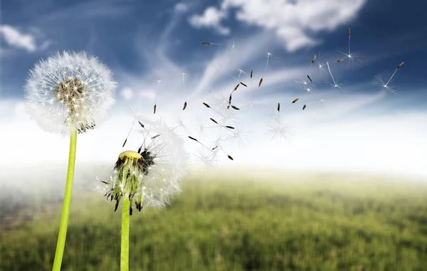 Dandelion with blowing seeds — Stock Photo, Image
