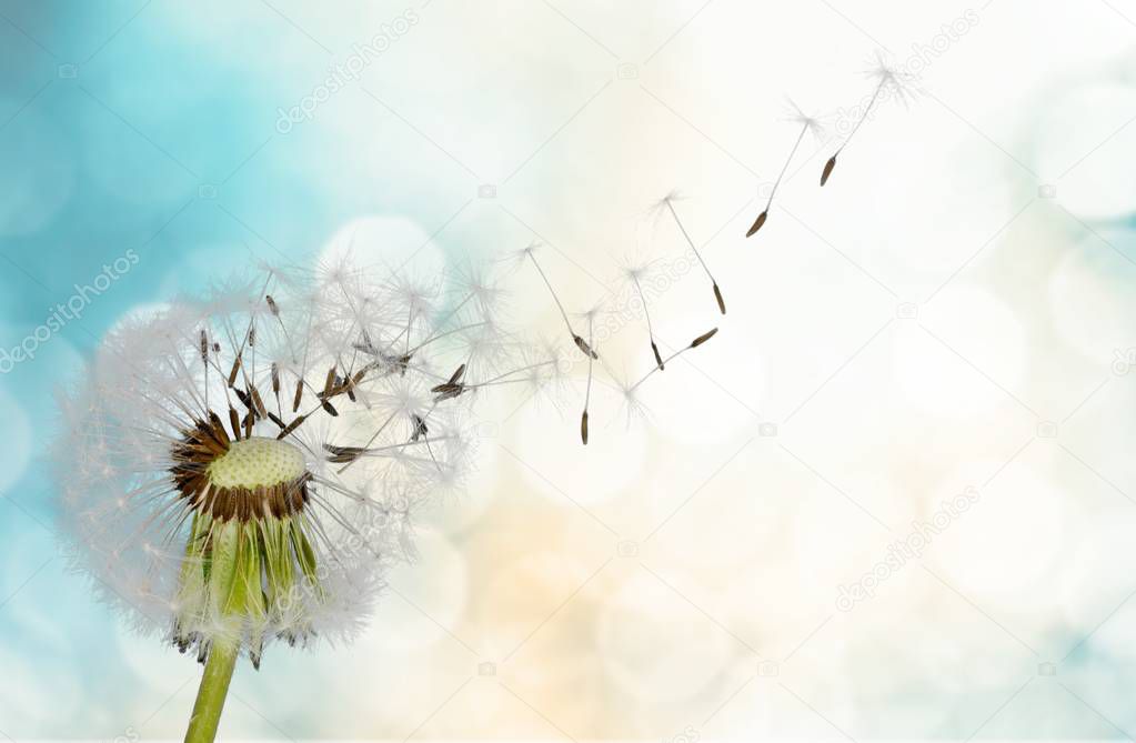 Dandelion with blowing seedsDandelion with blowing seeds on blurred background 