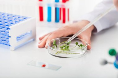 Bitki doku kültürü kavram olarak bir ölçek lahanası