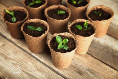 Tencere küçük bitkiler