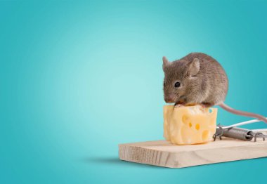 peynir ve fare ile tuzak