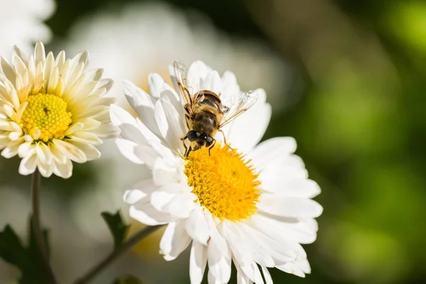 Zbliżenie Kwiatów Rumianku Bee Białym Tle Tle — Zdjęcie stockowe