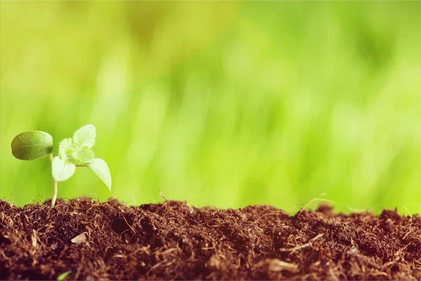 Groene plant in de bodem — Stockfoto