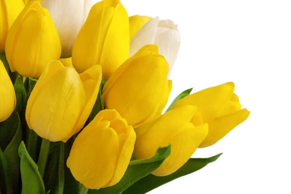 Fresh tulip flowers — Stock Photo, Image