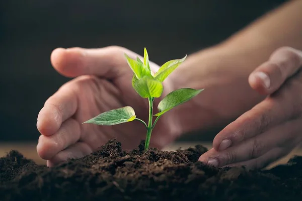 緑色の背景に人間の手で植物 — ストック写真