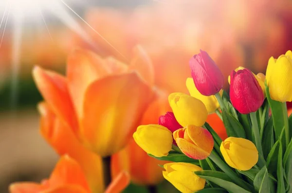 Flores frescas de tulipán —  Fotos de Stock