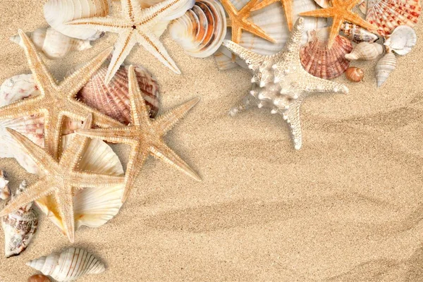 Coquilles de mer sur la plage de sable fin — Photo