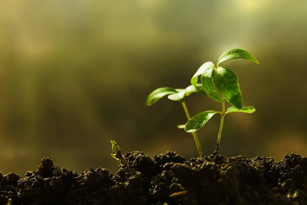 Zielonych roślin w glebie — Zdjęcie stockowe