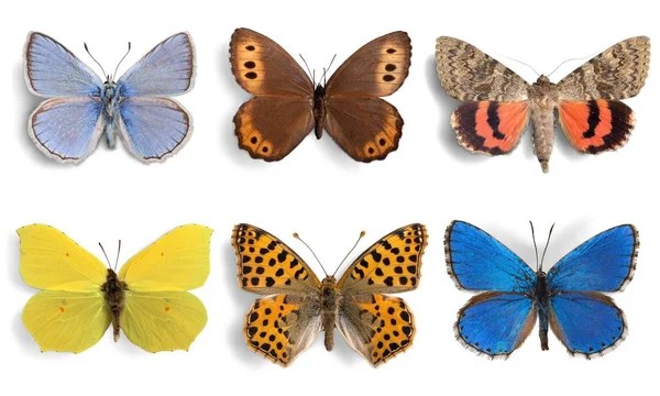 Insetos Coleção de borboletas — Fotografia de Stock