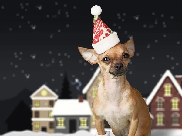 Cane chihuahua in cappello Babbo Natale — Foto Stock