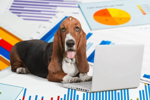 Basset Hound dog with laptop