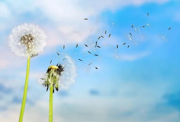 Dandelion with blowing seeds — Stock Photo, Image
