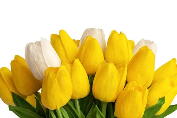 Inny kolor tulipany — Zdjęcie stockowe