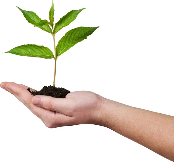 Planta verde en mano humana —  Fotos de Stock