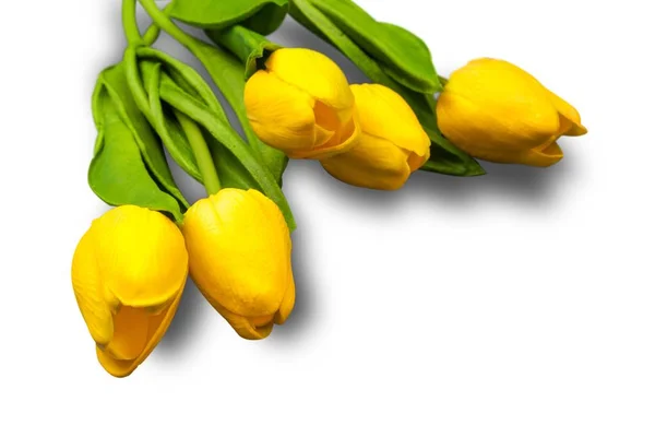 Fresh tulips with blank card — Stock Photo, Image