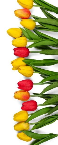 Tulipas de cores diferentes — Fotografia de Stock