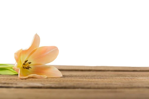 Fiore di tulipano fresco — Foto Stock