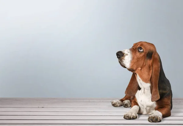Basset Hound perro — Foto de Stock