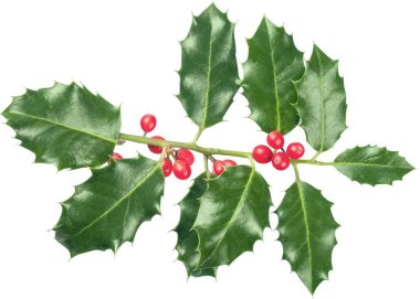 Şirin holly yaprakları ve meyveleri