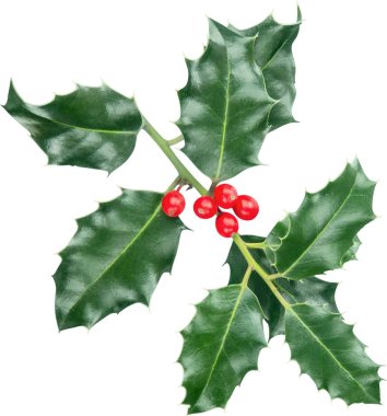 Şirin holly yaprakları ve meyveleri