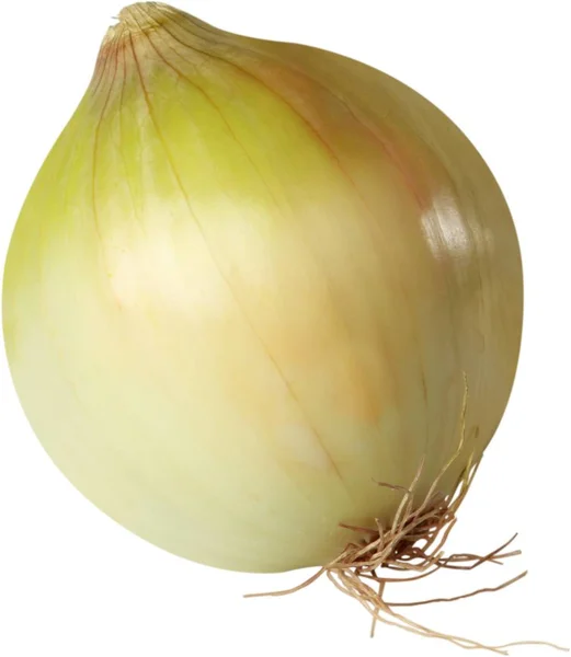 Primer plano de cebolla fresca —  Fotos de Stock