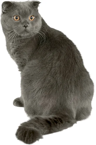 Retrato de gato britânico Shorthair — Fotografia de Stock