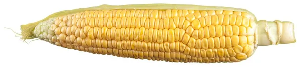 Mazorca de maíz cruda —  Fotos de Stock