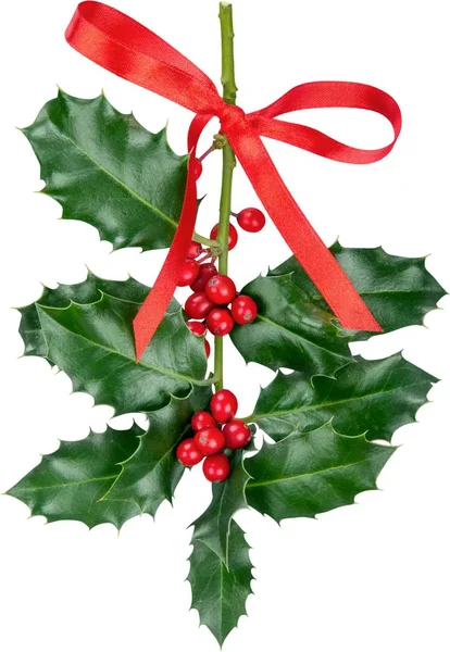 Söta holly blad och bär — Stockfoto