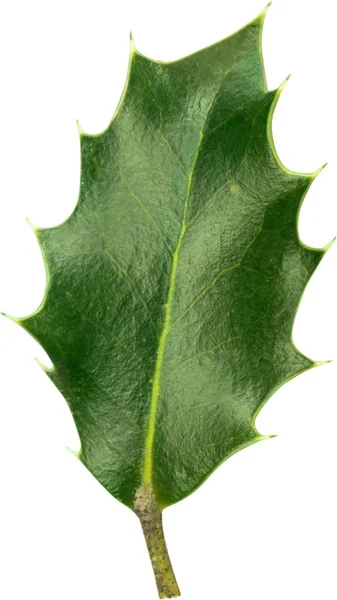 Europese Hulst Ilex Aquifolium Leaf Witte Achtergrond — Stockfoto