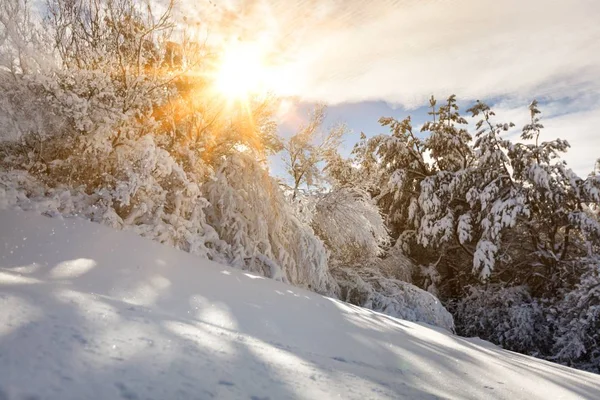 Sonnenuntergang Wald Zwischen Den Bäumen Strapaziert Winter — Stockfoto