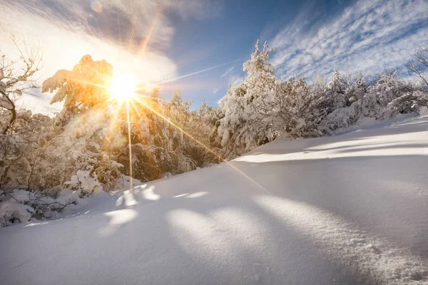 Puesta Sol Bosque Entre Las Cepas Los Árboles Período Invierno — Foto de Stock