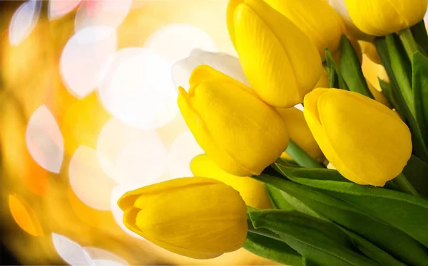 Hermosos Tulipanes Primavera Flores Sobre Fondo —  Fotos de Stock