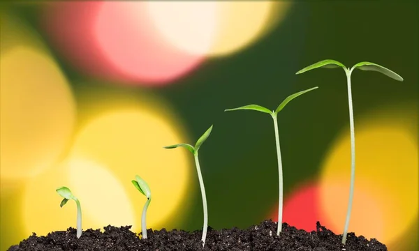 Growth New Life Plants Soil — Stock Photo, Image