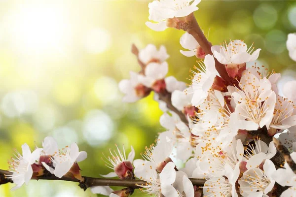 Tavaszi Virág Virágok Kiadványról — Stock Fotó