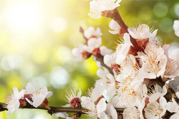 Spring Blossom Flowers Close View — Stock Photo, Image