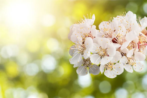 Spring Blossom Flowers Close View — Stock Photo, Image