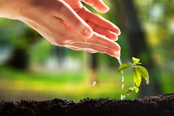 Close View Hands Watering Green Plant — Stock Photo, Image