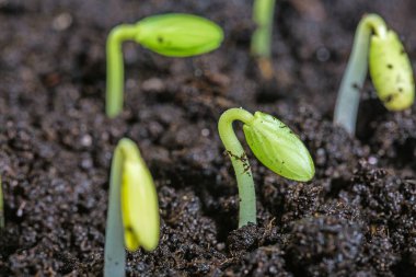 Küçük bitkiler toprak, yakından görmek 