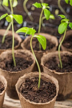 Tencere, yakından görmek küçük bitkiler 