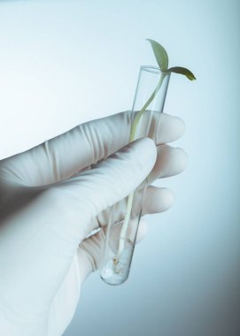 Tüp, yakından görmek bitki 