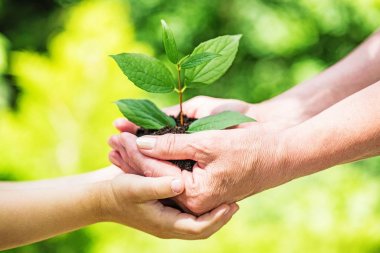 Yeşil bitki bulanık arka plan üzerinde insan elinde