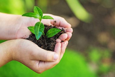 Yeşil bitki bulanık arka plan üzerinde insan elinde