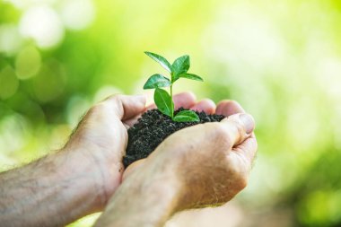 Yeşil bitki bulanık arka plan üzerinde insan elinde