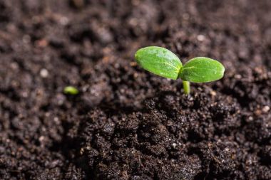 yeşil bitki toprak, yakından görmek 