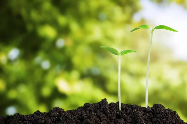 Croissance Une Nouvelle Vie Plantes Dans Sol — Photo