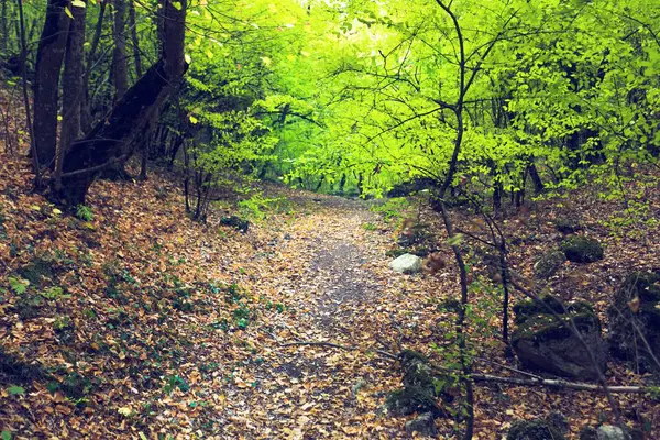 森林中美丽的绿叶 — 图库照片