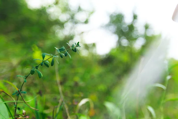 Beautiful Green Leaves Forest — Stock Photo, Image