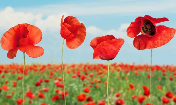 Poppy flowers on field — Stock Photo, Image