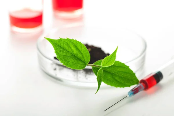 Groene Plant Petrischaal Syringe — Stockfoto