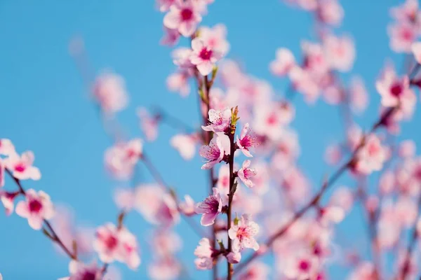 Flores Flor Primavera Vista Cerca — Foto de Stock